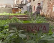 urban gardening video link; thumb of vegetable garden in Havana