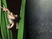 picture of frog on a reed; click to go to multimedia Flash page; opens in new window