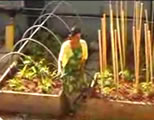 urban gardening videos link; thumb of female gardener in-between two raised beds