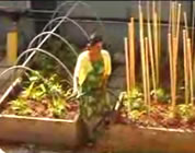 urban gardening videos link; thumb of female gardener in-between two raised beds