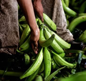 photo of man's hands holding picked bunch of bananas; click to go to narrated slide show page; opens in new window