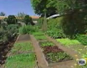 serious backyard garden; click to go to video page at external site; opens in new window