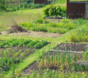 photo of backyard garden; link for funny animation/video; opens in new window