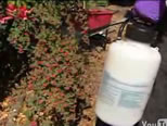 man spraying rose bushes with pesticides; click to see animation/video at external site; opens in new window