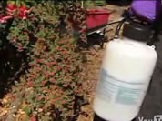 man spraying rose bushes with pesticides; link for funny animation/video; opens in new window