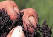  image of hand grasping soil; click to go to audio page; opens in new window