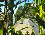 guerilla gardening video link; thumb of city sidewalk with vegetables planted around