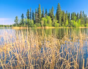 video on tar sands environmental destruction link; thumb of picture of pristine Canadian area with small island, water, grasses