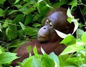 orangutan relaxing amongst lush rainforest vegetation; click to go to video page at external site; opens in new window