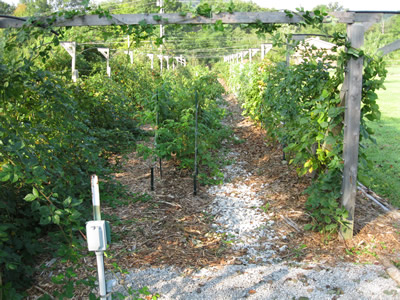 picture of Berry Lane