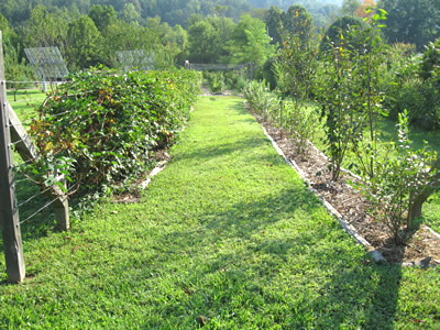 picture of Berry Lane