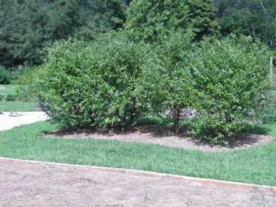 picture of Bush Cherries