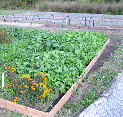 picture of Fall Greens