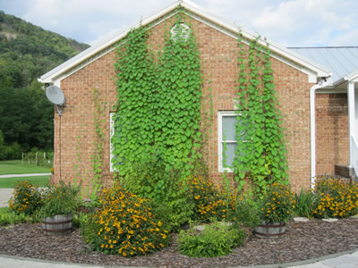 picture of Walkway Garden
