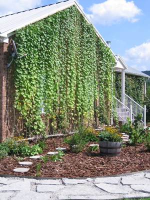 picture of Walkway Garden
