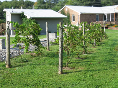picture of Grape Trellises