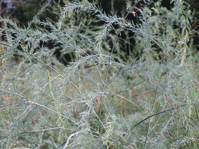 picture of Morning dew on asparagus fronds